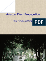 Asexual Plant Propagation