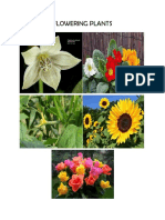 classification of plants