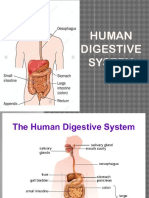 Digestive-System-2 Grade 8