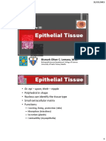 L3 - Epithelia