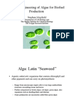 Genetic Engineering of Algae for High Yield Biofuel Production