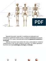Anatomie C2.Aparatul Locomotor Si Artrologia