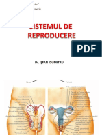 Anatomie C10.Sistemul de Reproducere