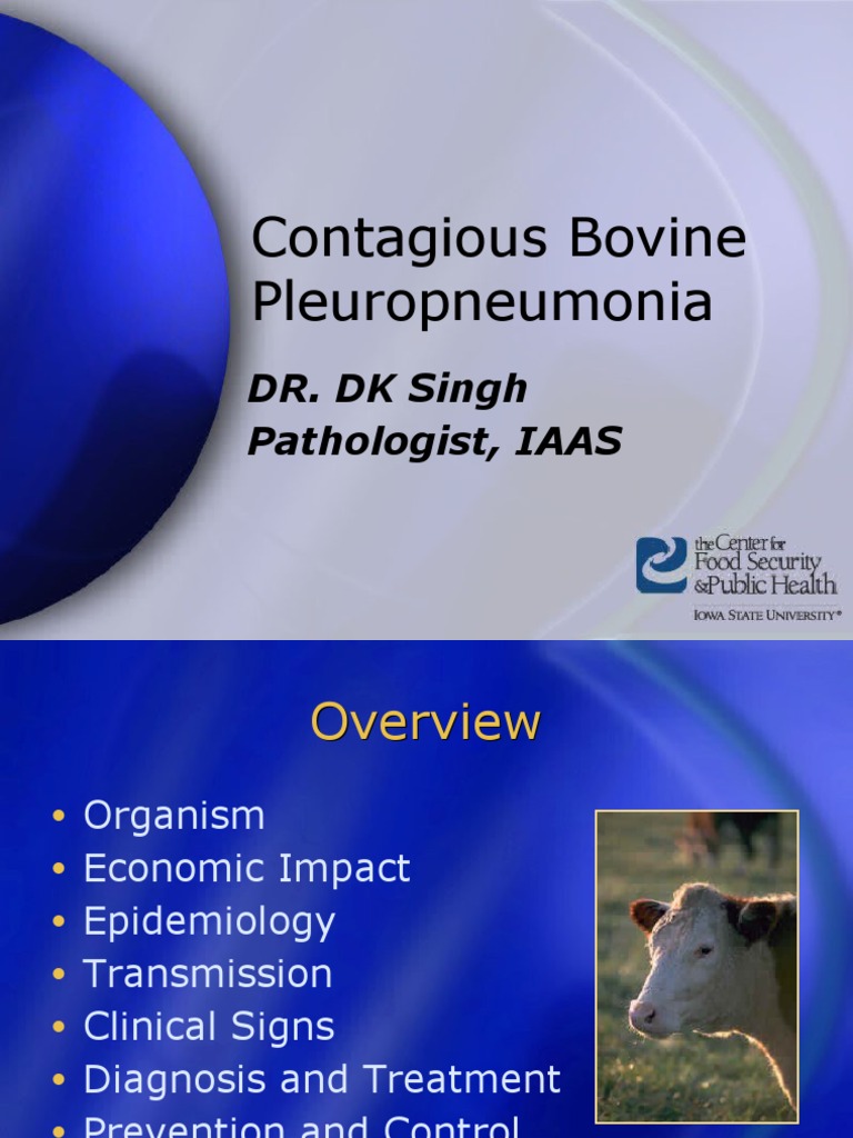 Contagious Bovine Pleuropneumonia PDF Lung Pneumonia