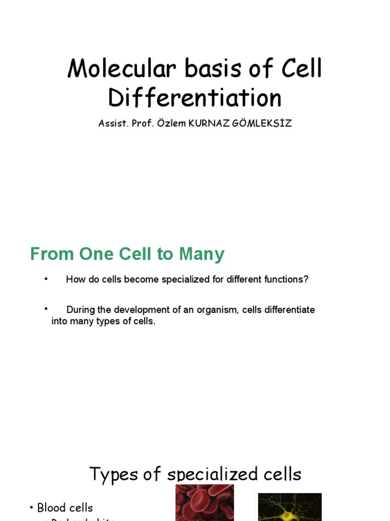 Molecular Basis of Cell Differentiation | PDF | Cell Potency | Cellular ...