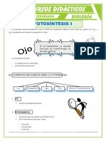 Elementos Que Intervienen en La Fotosíntesis para Cuarto de Secundaria