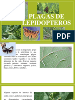 Plagas de Lepidopteros