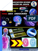 Sistema ENDOCRINO - 2019