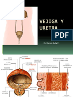 11 Vejiga y Uretra