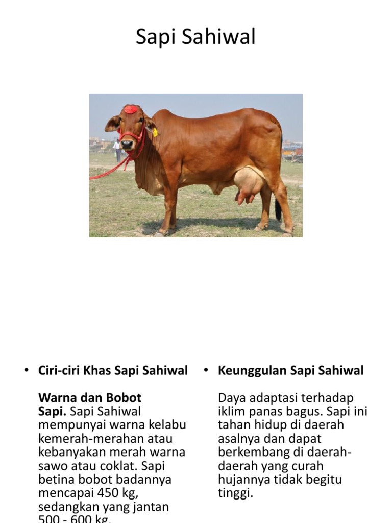 Sapi Sahiwal | PDF