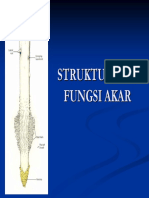 Struktur, Fungsi Dan Perkembangan Akar PDF