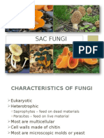 Sac Fungi