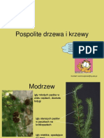 Pospolite Drzewa Krzewy