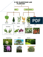 Clasificacion de Plantas