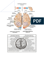 3b-Imag - HEMISFÉRIOS CEREBRALES Derecho-Izquierdo