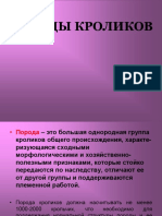 Породы кроликов