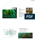 IBIOM I 2019 Clase 7 Algas Pastos Manglares