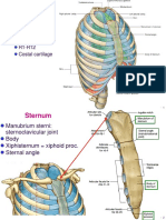 Bone Thorax PDF