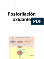 8.1fosforilacionoxidante 24478 PDF
