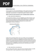 Anatomia Funcional Do Córtex Cerebral