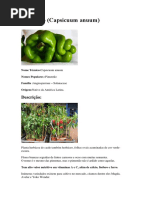 Como Plantar Pimentão