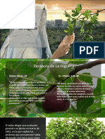 La parábola de la higuera y las señales de la Segunda Venida