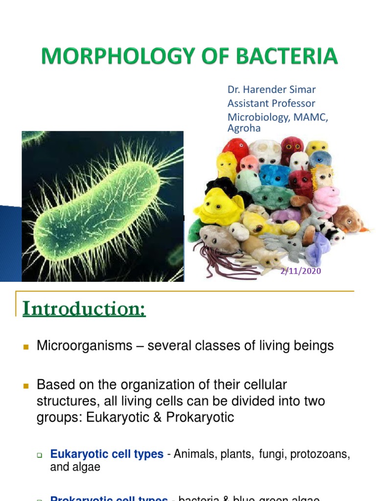 Morphology of Bacteria | PDF | Bacteria | Gram Positive Bacteria