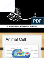 Presentation Animal.pptx