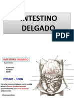 INTESTINO DELGADO Is