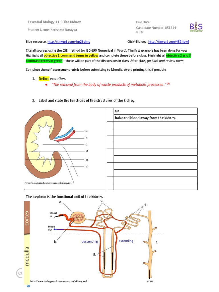 Essential Biology Kidney Worksheet.docx | Kidney | Animal Anatomy