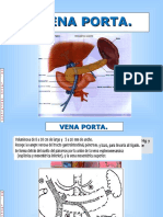 Venas Abdominales Anatomía Topologica
