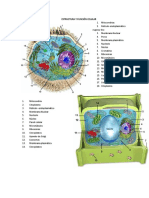 Taller Estructura y Funcion Celular