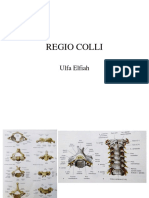 Ppt_5.RegioColii_884752