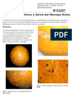 SarnaCitricos2013 1