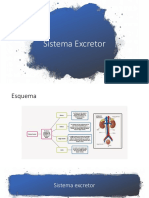 Sistema Excretor