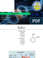Adrenalina y Noradrenalina