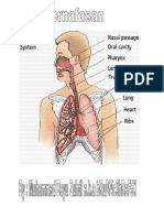 Sistem Pernapasan