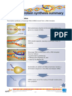 Protein Synthesis Summary