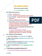 The Urinary System Q PDF