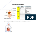 Sistem Pencernaan Pada Manusia