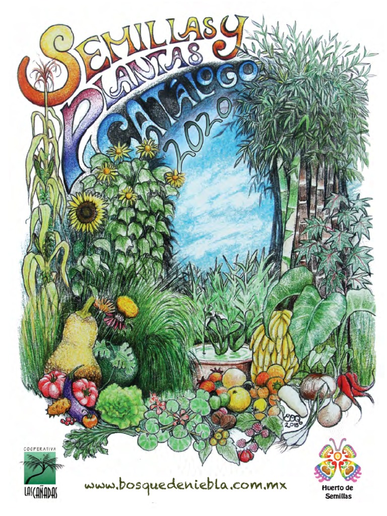 Compra semillas de planta de yute de espinaca egipcia – Corchorus Olitorius  (Molokhia, Ewedu, Yute), image size:768x1024