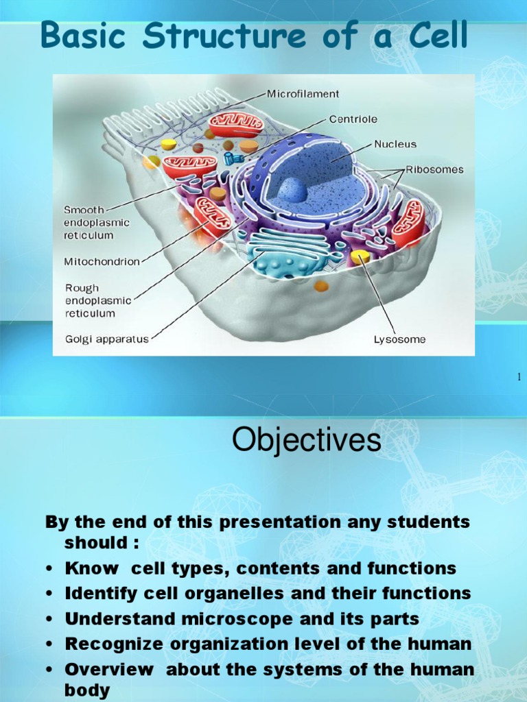 Cell Structure | PDF | Endoplasmic Reticulum | Cell (Biology)