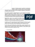 Qué son los lípidos: funciones, clasificación y ejemplos