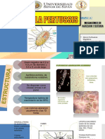 Bordetella Pertusis - Grupo 4