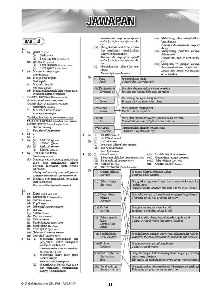 Ops A Sains Ting 3 Pdf Circulatory System Atrium Heart