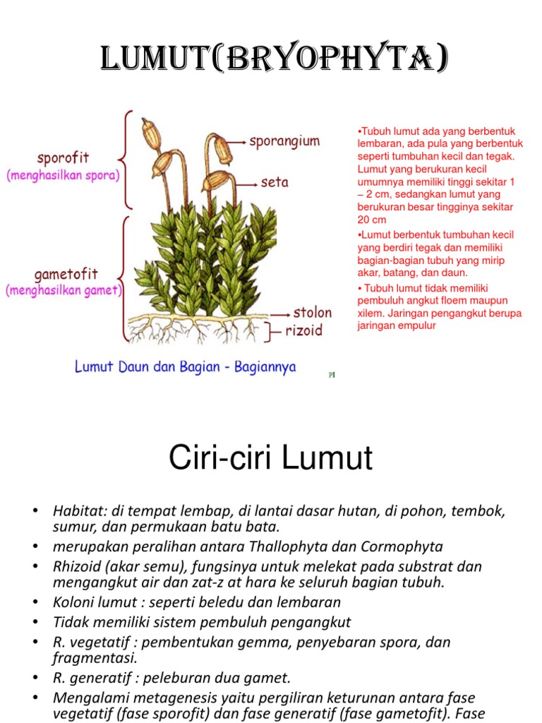 Lumut Bryophyta Pptx