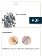 Atlas Micología PDF
