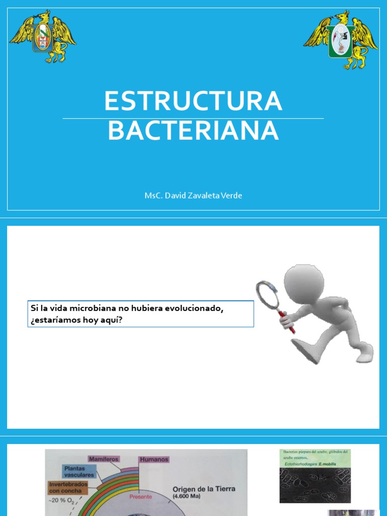 Estructura Bacteriana | PDF | Las bacterias | Ciencias de la vida