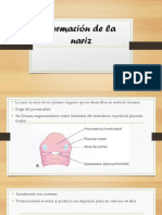 Formacion de La Nariz (Autoguardado)