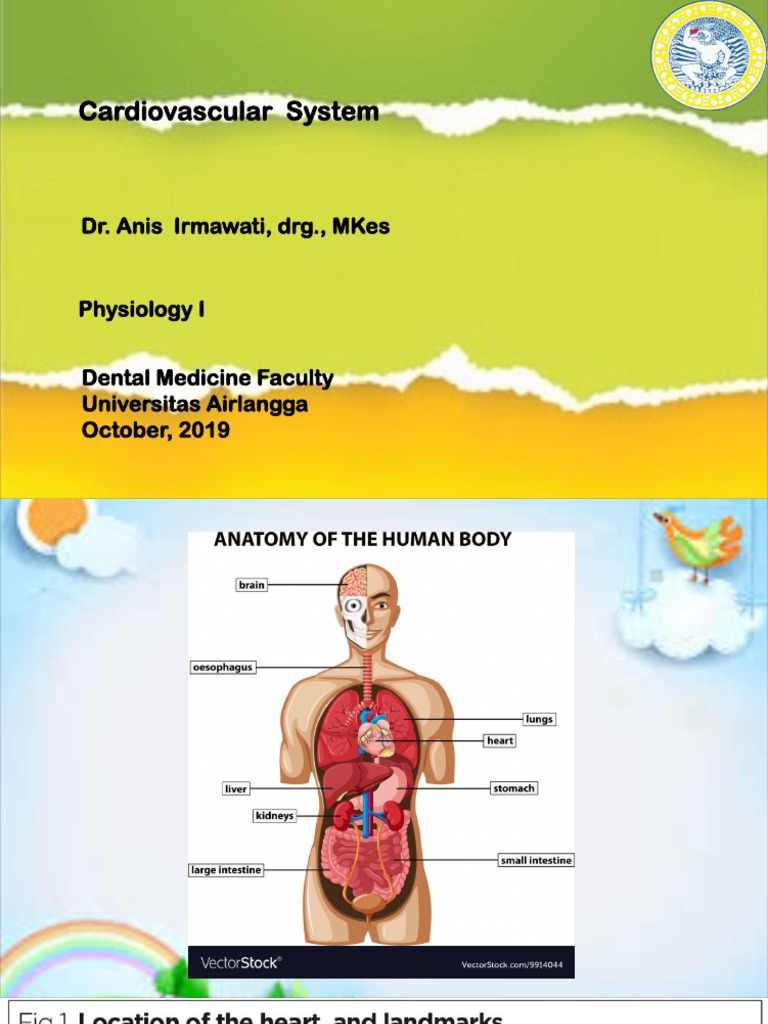 Cardiovascular System | PDF | Diastole | Heart